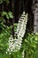 White lupines against a dark forest