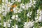 White lupinus flowers