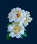 White lush peony bouquet of three blossoms with green leaves macro on bold monochrome blue background