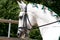 White Lusitano Horse