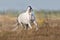 White lusitano horse run