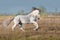 White lusitano horse run gallop