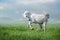 White lusitano  horse run gallop