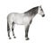 White lusitano horse standing in front