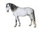 White lusitano horse standing in front, side view