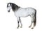 White lusitano horse standing in front, side view