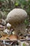 White Lycoperdon perlatum