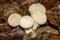 White Lycoperdon perlatum on the forest floor