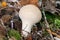 White Lycoperdon perlatum on the forest floor with autumnal foliage