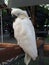 White Macaw