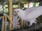 White macaw parrot in nature, Parrot that is a pet