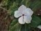 White Madagascar periwinkle