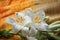 White Madonna lily flower,