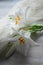 White Madonna lily flower,