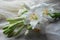 White Madonna lily flower,