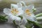 White Madonna lily flower,