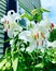 White Madonna lily flower blooming