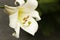 White madonna lily in the garden