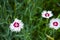 White and magenta clove pink flowers