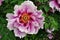 White-magenta peony flowers on the bush, soft green blurry leaves