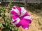 White & magenta petunia flower with different pattern of symmetry