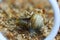 White magnifier enlarges the brown snail in wooden sawdust