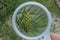 A white magnifier in the hand increases the green bump on the pine coniferous branch