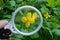 White magnifier in hand increases yellow celandine flower