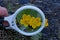 A white magnifier in the hand magnifies yellow wild flowers