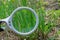White magnifier increases green grass in nature