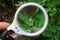 White magnifier increases the green leaf of the plant with a drop of dew