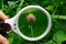 White magnifier increases small red wild flower