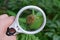 White magnifying glass in hand enlarges a gray flower bud on a green stem