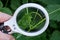 White magnifying glass in hand enlarges the green stem