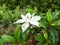 White Magnolia - a beautiful large white flower