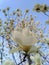 White magnolia blossom as many magnolias background