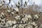 White magnolia branch with spring blooming flowers and buds