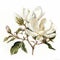 White Magnolia Branch Watercolor Illustration: Revived Historic Art Form