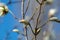 White magnolia buds blossom flowers closeup blue sky