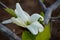 White Magnolia cucumber tree spring blossoms â€“ magnolia accuminata horizontal