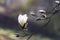 A white magnolia flower on a background of blurry branches with buds