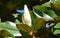 White Magnolia flower bud