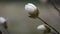 White magnolia flower bud close up.