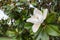 White magnolia flower circled by the green leaves