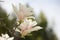 White magnolia flower close-up on a pink background