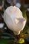 White magnolia flower close up in sunlight