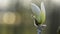 White magnolia flower head close-up.