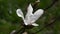 White magnolia flower high angle close up