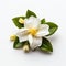 White Magnolia Flower: A Naturecore Floral Accent With Humble Charm