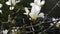 White magnolia flower over dark